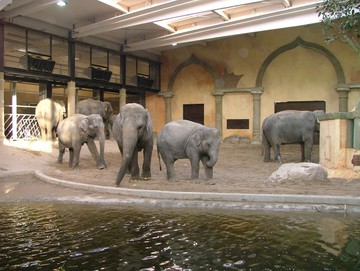 Elefantenhaus mit Dach aus Brettschichtholz